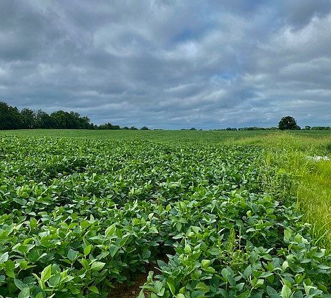 Farms And Land For Sale In Williamson County Tn